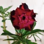 Planta Dobrada 3156 – 30cm – 02 anos