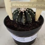 GYMNOCALYCIUM Friedrichii LB 2178 - Nº 372 – vaso 11