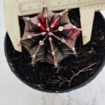 GYMNOCALYCIUM Mihanovichii Variegata Nº 502 – vaso 11