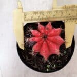 GYMNOCALYCIUM Mihanovichii Variegata Nº 520 – vaso 09