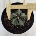 ASTROPHYTUM MYRIOSTIGMA cv FUKURYU Nudum  Nº 601 – vaso 15