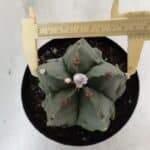 ASTROPHYTUM MYRIOSTIGMA cv FUKURYU Nudum  Nº 602 – vaso 15