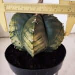 ASTROPHYTUM cv KIKKO "Variegata"  Nº 915 – vaso 15