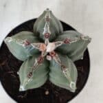 ASTROPHYTUM cv KIKKO  Nº 920 – vaso 15