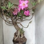 Planta Simples 2853  – 65cm – 06 anos