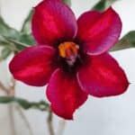 Planta Simples 2886  – 30cm – 02 anos