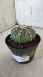 ASTROPHYTUM ASTERIAS  Nº 842 – vaso 11 - Imagem 9