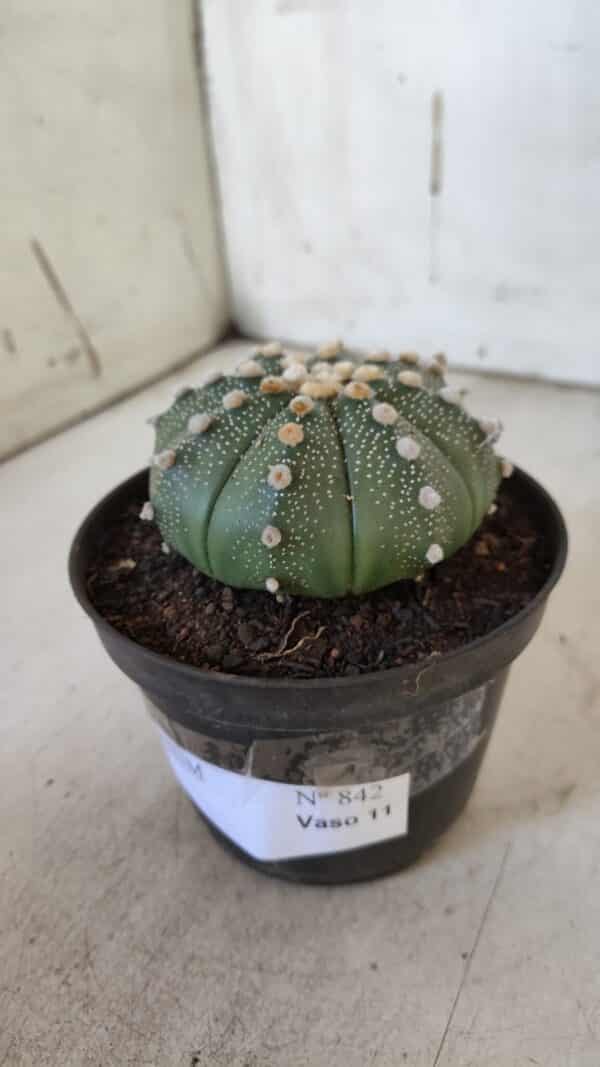 ASTROPHYTUM ASTERIAS  Nº 842 – vaso 11 - Imagem 9