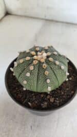 ASTROPHYTUM ASTERIAS  Nº 842 – vaso 11 - Imagem 6