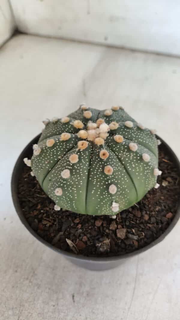 ASTROPHYTUM ASTERIAS  Nº 842 – vaso 11 - Imagem 6
