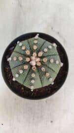 ASTROPHYTUM ASTERIAS  Nº 842 – vaso 11 - Imagem 3