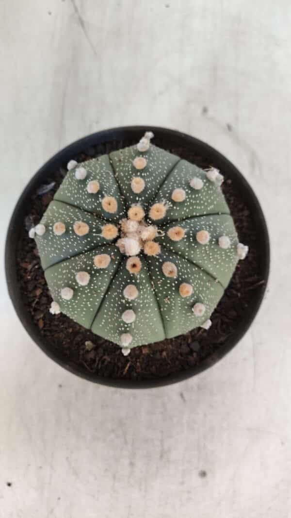 ASTROPHYTUM ASTERIAS  Nº 842 – vaso 11 - Imagem 3