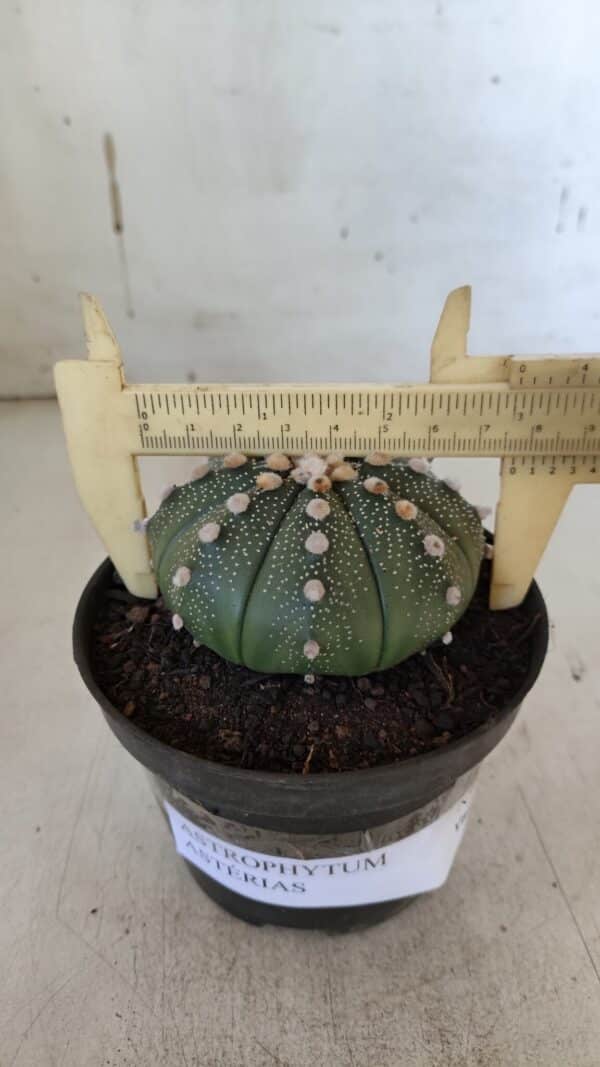 ASTROPHYTUM ASTERIAS  Nº 842 – vaso 11 - Imagem 4