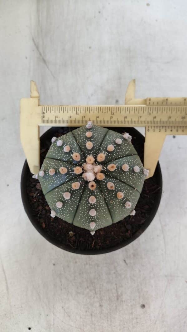 ASTROPHYTUM ASTERIAS  Nº 842 – vaso 11 - Imagem 1