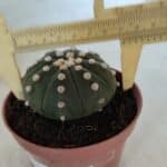 ASTROPHYTUM ASTERIAS "NUDUM"  Nº 847 – vaso 11