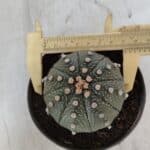 ASTROPHYTUM ASTERIAS Nº 848 – vaso 11