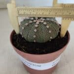 ASTROPHYTUM ASTERIAS Nº 850 – vaso 11