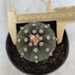 ASTROPHYTUM ASTERIAS "NUDUM"  Nº 851 – vaso 11