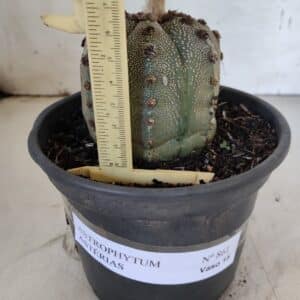 ASTROPHYTUM ASTERIAS Nº 861 – vaso 15
