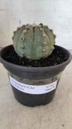 ASTROPHYTUM ASTERIAS Nº 863 – vaso 15 - Imagem 2