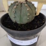 ASTROPHYTUM ASTERIAS Nº 863 – vaso 15