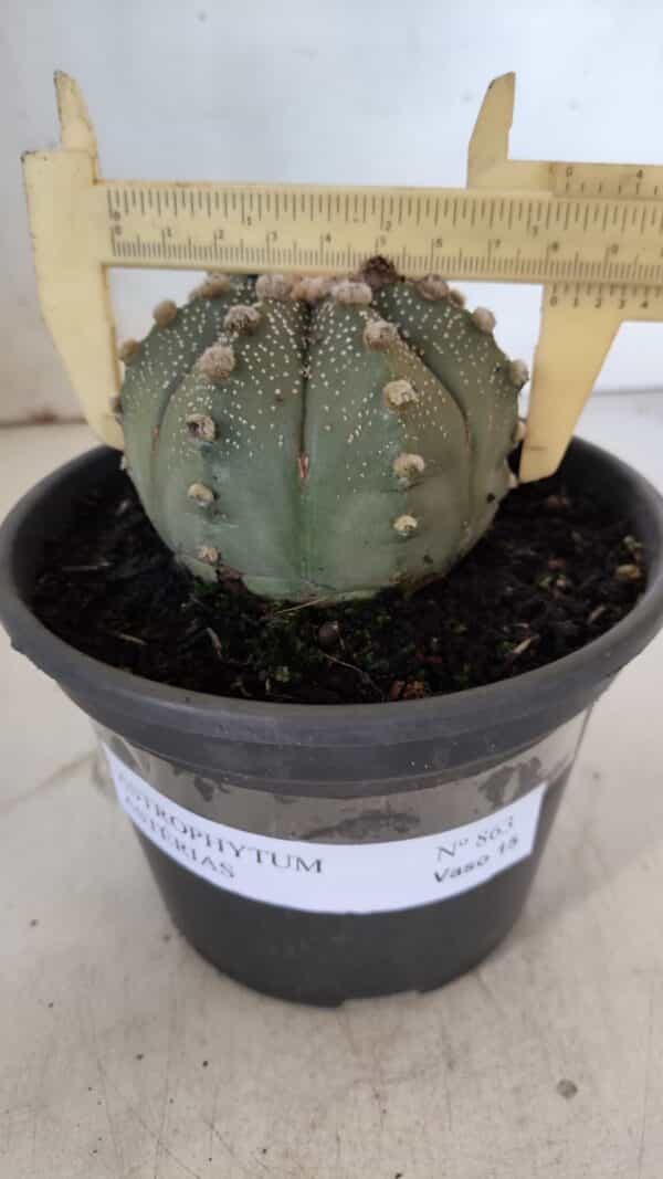 ASTROPHYTUM ASTERIAS Nº 863 – vaso 15 - Imagem 1
