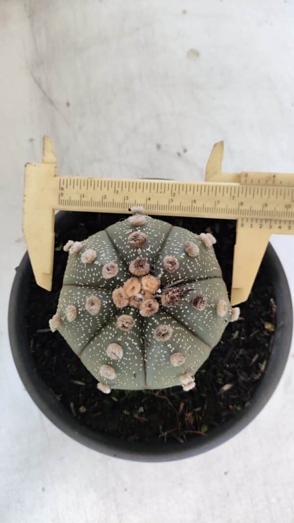 ASTROPHYTUM ASTERIAS Nº 863 – vaso 15 - Imagem 5