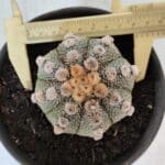 ASTROPHYTUM ASTERIAS Nº 865 – vaso 15