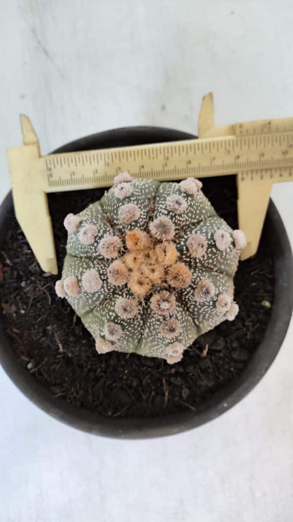 ASTROPHYTUM ASTERIAS Nº 865 – vaso 15 - Imagem 1