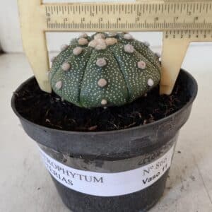 ASTROPHYTUM ASTERIAS Nº 866 – vaso 11