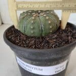 ASTROPHYTUM ASTERIAS Nº 868 – vaso 15