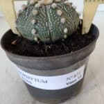 ASTROPHYTUM ASTERIAS Nº 871 – vaso 11