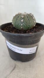 ASTROPHYTUM ASTERIAS Nº 872 – vaso 15 - Imagem 2