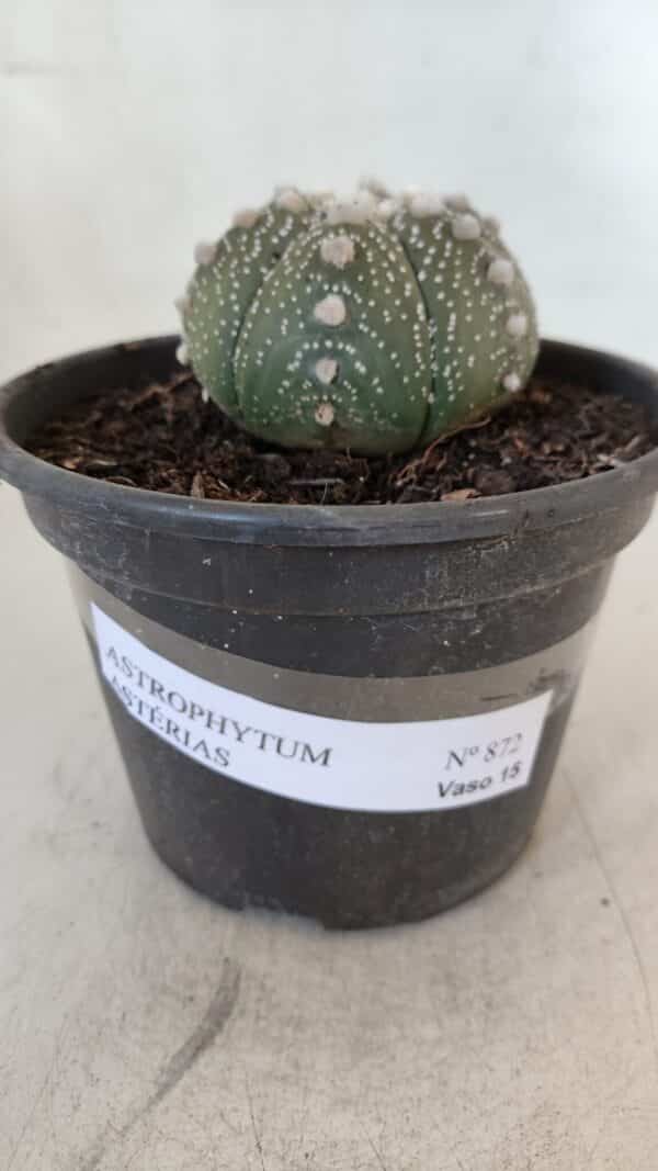 ASTROPHYTUM ASTERIAS Nº 872 – vaso 15 - Imagem 2