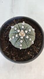 ASTROPHYTUM ASTERIAS Nº 872 – vaso 15 - Imagem 3
