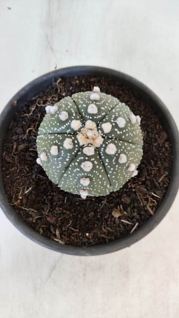 ASTROPHYTUM ASTERIAS Nº 872 – vaso 15 - Imagem 3