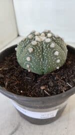 ASTROPHYTUM ASTERIAS Nº 872 – vaso 15 - Imagem 10