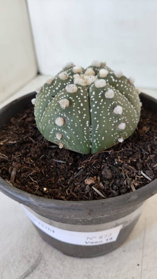 ASTROPHYTUM ASTERIAS Nº 872 – vaso 15 - Imagem 10