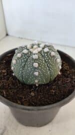 ASTROPHYTUM ASTERIAS Nº 872 – vaso 15 - Imagem 9