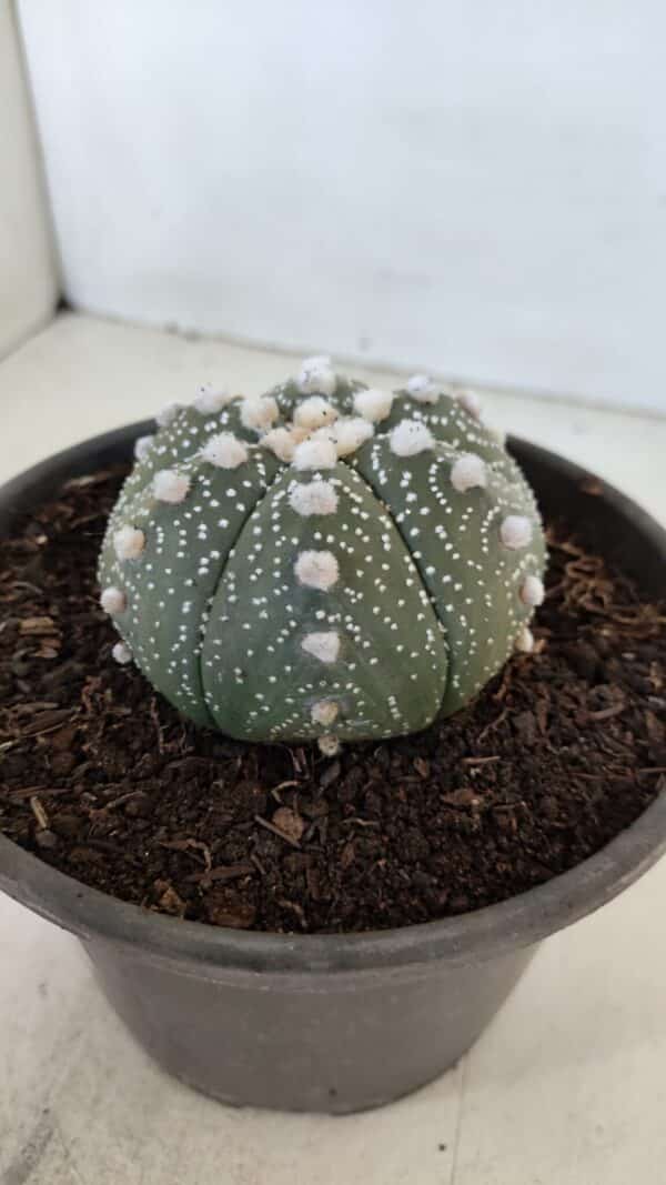 ASTROPHYTUM ASTERIAS Nº 872 – vaso 15 - Imagem 9