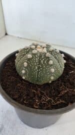 ASTROPHYTUM ASTERIAS Nº 872 – vaso 15 - Imagem 8