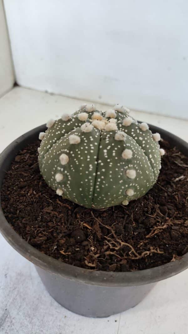 ASTROPHYTUM ASTERIAS Nº 872 – vaso 15 - Imagem 8