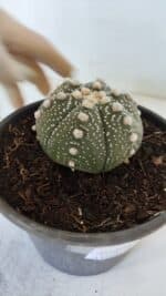 ASTROPHYTUM ASTERIAS Nº 872 – vaso 15 - Imagem 7