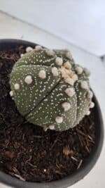 ASTROPHYTUM ASTERIAS Nº 872 – vaso 15 - Imagem 6
