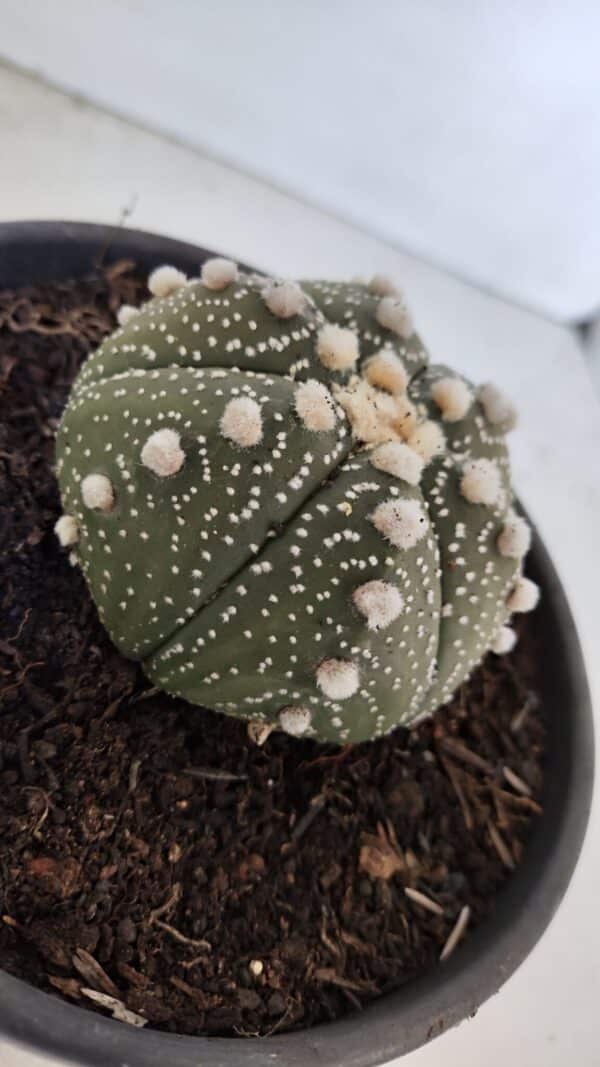 ASTROPHYTUM ASTERIAS Nº 872 – vaso 15 - Imagem 6