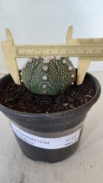 ASTROPHYTUM ASTERIAS Nº 872 – vaso 15