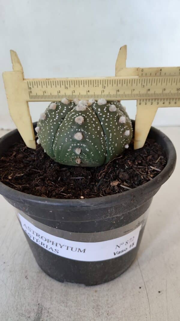 ASTROPHYTUM ASTERIAS Nº 872 – vaso 15 - Imagem 1