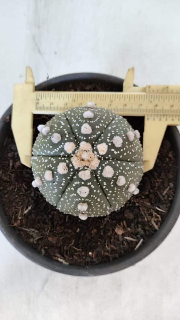 ASTROPHYTUM ASTERIAS Nº 872 – vaso 15 - Imagem 5