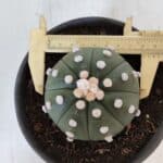 ASTROPHYTUM ASTERIAS Nº 873 – vaso 15