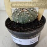 ASTROPHYTUM ASTERIAS Nº 874 – vaso 11